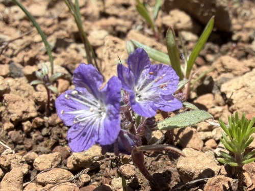 Peck's phacelia (Phacelia peckii)