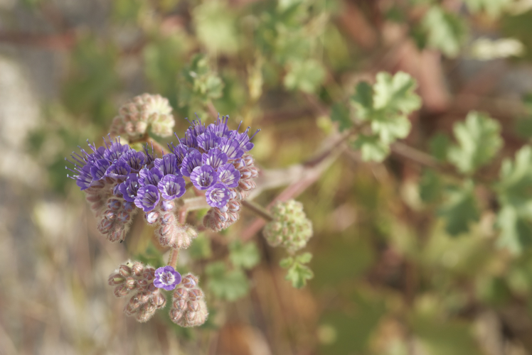 Pedicellate phacelia: Phacelia pedicellata at Cataviña (Baja California Norte, Mexico), in a desert wash with Washingtonia palms latitude 29.72944 longitude -114.72083