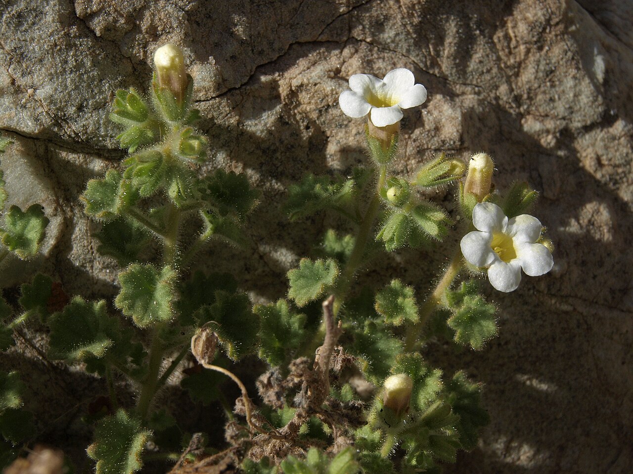 Panamint phacelia: cliff phacelia, Phacelia perityloides, White Mountains, elevation 1720 m
