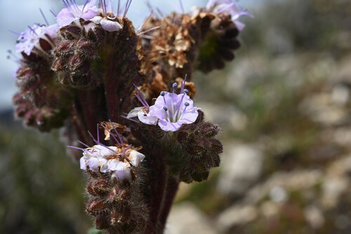 Phacelia pinnatifida (Phacelia pinnatifida)