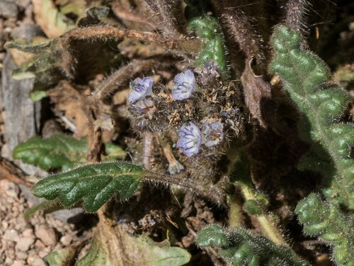 Phacelia pinnatifida (Phacelia pinnatifida)
