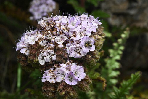 Phacelia pinnatifida (Phacelia pinnatifida)
