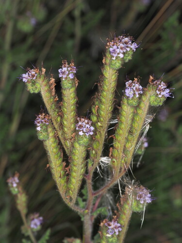 Phacelia pinnatifida (Phacelia pinnatifida)