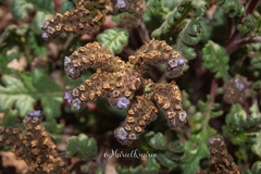 Phacelia pinnatifida (Phacelia pinnatifida)