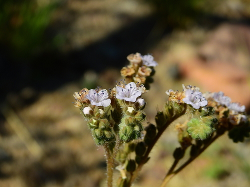 Phacelia pinnatifida (Phacelia pinnatifida)