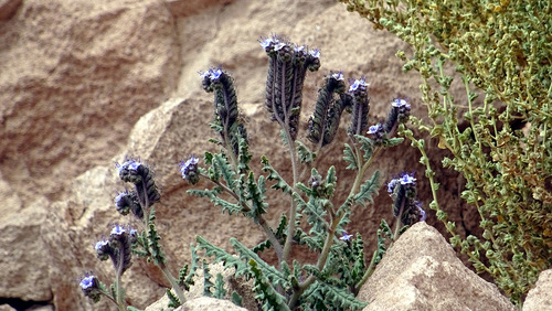 Phacelia pinnatifida (Phacelia pinnatifida)
