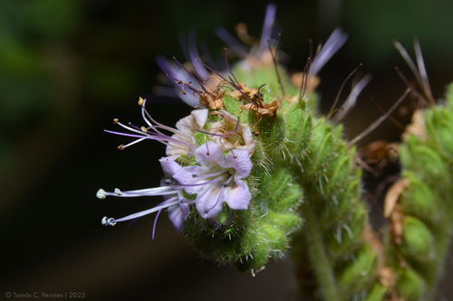 Phacelia pinnatifida (Phacelia pinnatifida)