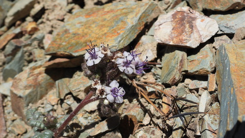 Phacelia pinnatifida (Phacelia pinnatifida)
