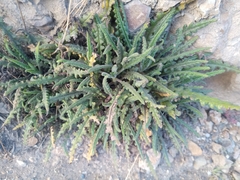 Phacelia pinnatifida (Phacelia pinnatifida)