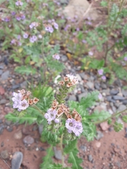 Phacelia pinnatifida (Phacelia pinnatifida)