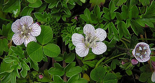Phacelia platycarpa: A Mexican species, here in Cortez Pass. Local names include Espuelas and Tlatomaxihuitl. In context at www.dixpix.ca/meso_america/Flora/camp_borage/index.html