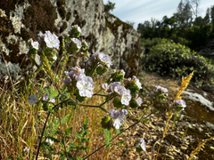 Broadlobe phacelia (Phacelia platyloba)