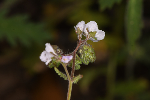 Broadlobe phacelia (Phacelia platyloba)