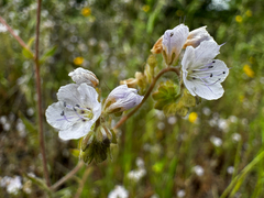 Broadlobe phacelia (Phacelia platyloba)