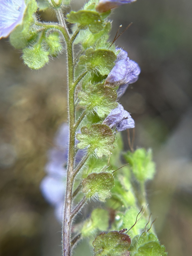 Broadlobe phacelia (Phacelia platyloba)