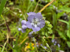 Broadlobe phacelia (Phacelia platyloba)