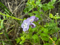 Broadlobe phacelia (Phacelia platyloba)