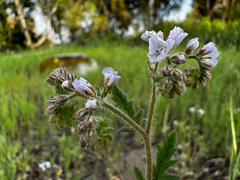 Broadlobe phacelia (Phacelia platyloba)
