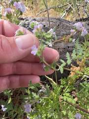 Broadlobe phacelia (Phacelia platyloba)