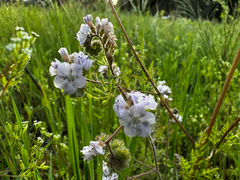 Broadlobe phacelia (Phacelia platyloba)