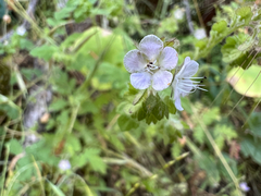 Broadlobe phacelia (Phacelia platyloba)