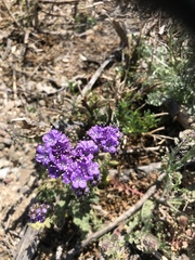 Pope's phacelia (Phacelia popei)