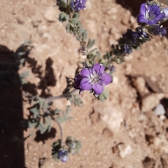 Pope's phacelia (Phacelia popei)