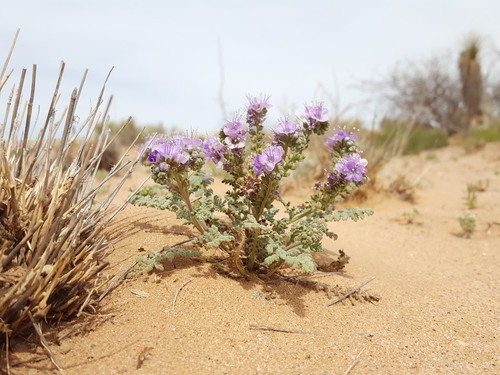Pope's phacelia (Phacelia popei)