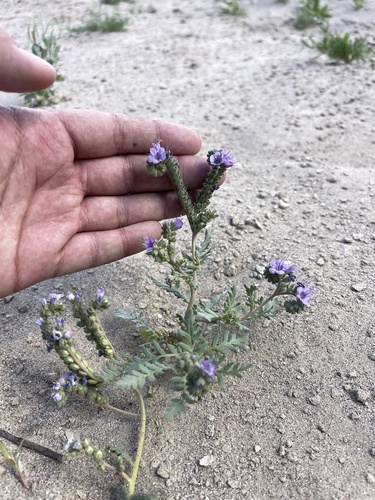 Pope's phacelia (Phacelia popei)