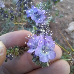 Pope's phacelia (Phacelia popei)