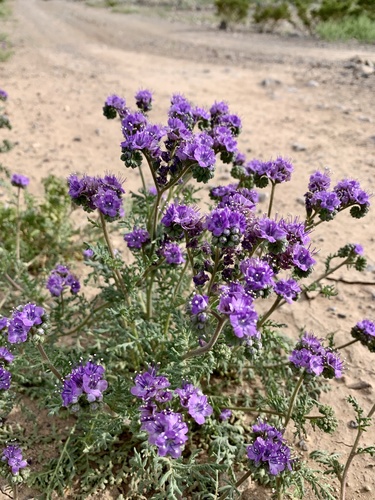 Pope's phacelia (Phacelia popei)