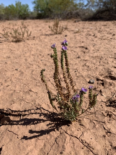 Pope's phacelia (Phacelia popei)