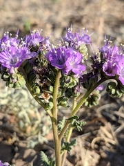 Pope's phacelia (Phacelia popei)