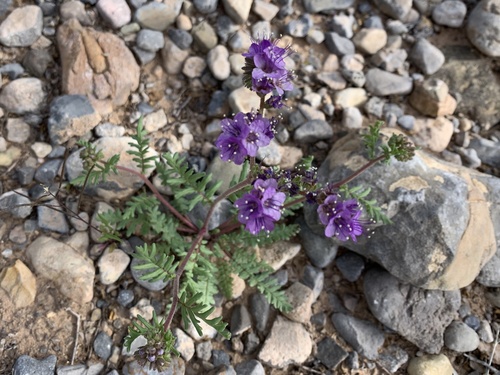 Pope's phacelia (Phacelia popei)