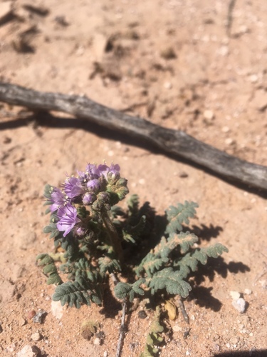 Pope's phacelia (Phacelia popei)