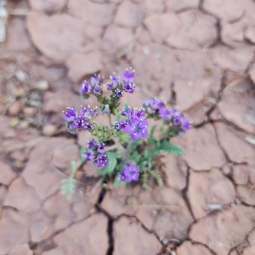 Pope's phacelia (Phacelia popei)