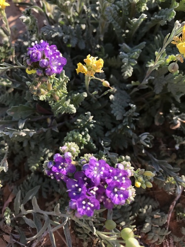 Pope's phacelia (Phacelia popei)
