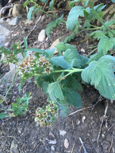 Tall phacelia (Phacelia procera)