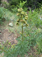 Tall phacelia (Phacelia procera)