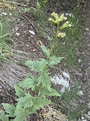 Tall phacelia (Phacelia procera)