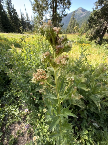 Tall phacelia (Phacelia procera)