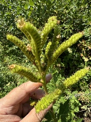 Tall phacelia (Phacelia procera)