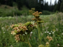 Tall phacelia (Phacelia procera)