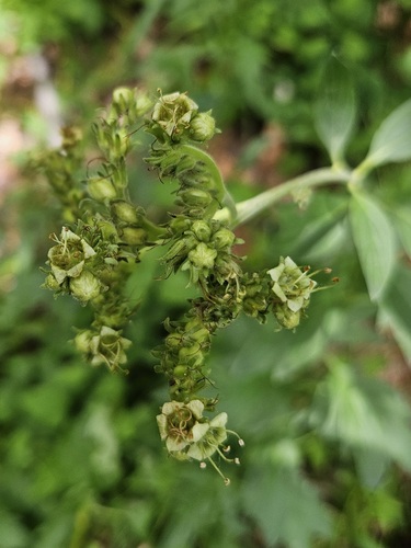Tall phacelia (Phacelia procera)