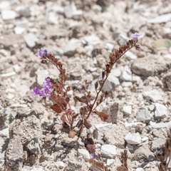 Beautiful phacelia (Phacelia pulchella)