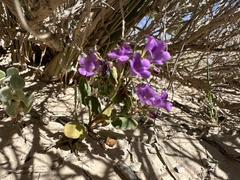 Beautiful phacelia (Phacelia pulchella)