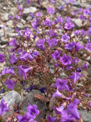 Beautiful phacelia (Phacelia pulchella)