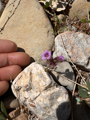 Beautiful phacelia (Phacelia pulchella)