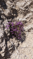 Beautiful phacelia (Phacelia pulchella)