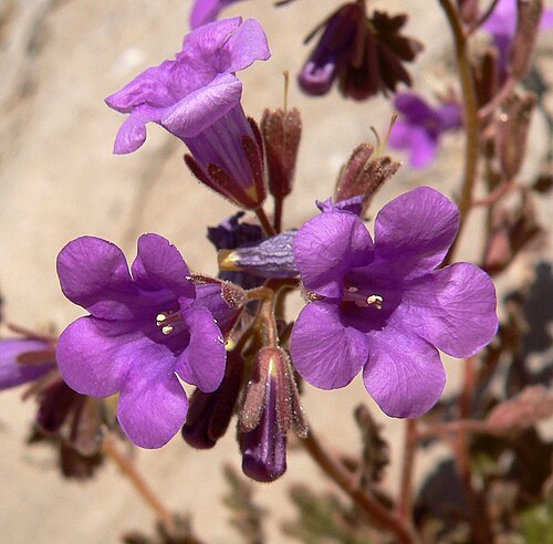 Beautiful phacelia: Phacelia pulchella var. gooddingii on a rock wall at the entrance to the narrowest part of the Anniversary Narrows, Lake Mead National Recreation Area, southern